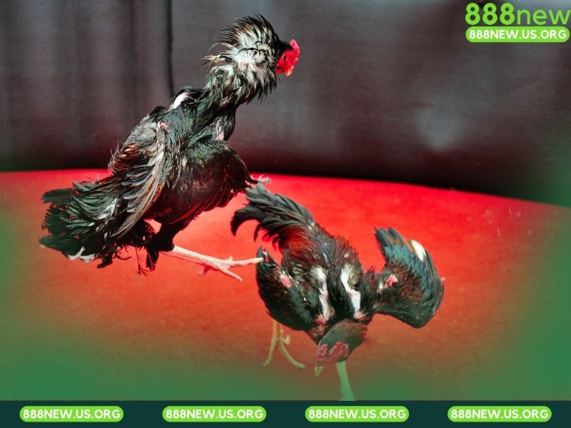 Các trận cựa dao có tốc độ rất nhanh và kịch tính tột độ.